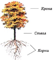 Структура растущего дерева: компоненты и особенности Структура растущего дерева: компоненты и особенности