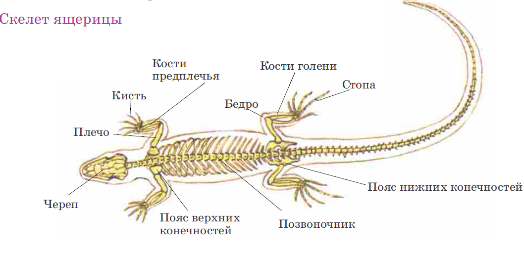 Таблица ящерица и тритон. Пресмыкающиеся строение скелета. Строение скелета рептилий. Скелет рептилий схема. Внешнее строение ящерицы прыткой скелет.