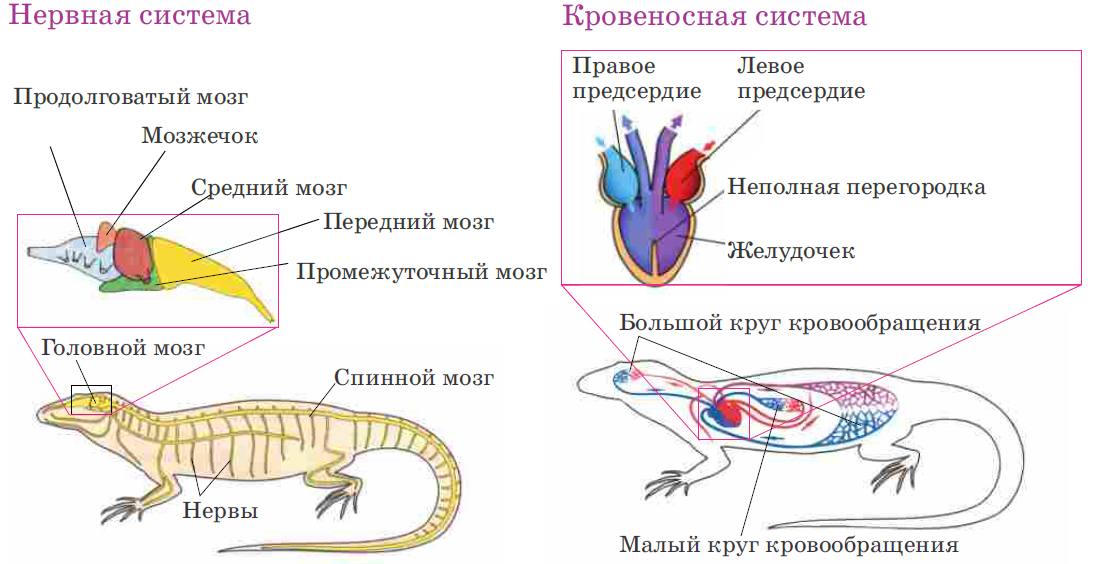 Строение рептилий кратко. Строение нервной системы пресмыкающихся. Строение систем органов рептилий. Кровеносная система пресмыкающихся 7 класс биология. Внутреннее строение рептилий нервная система.
