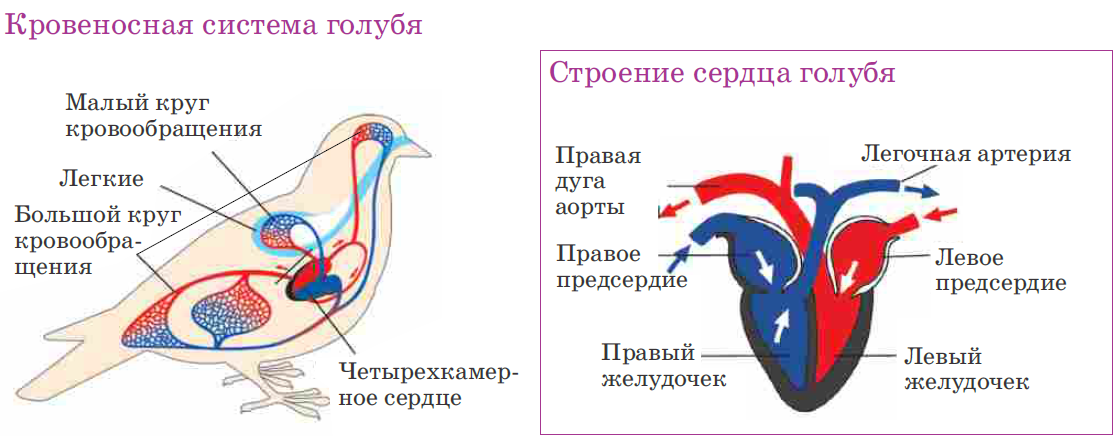 Схема кровеносной системы голубя. Кровеносная система птиц схема. Кровеносная система птиц птиц. Схема строения кровеносной системы птиц.