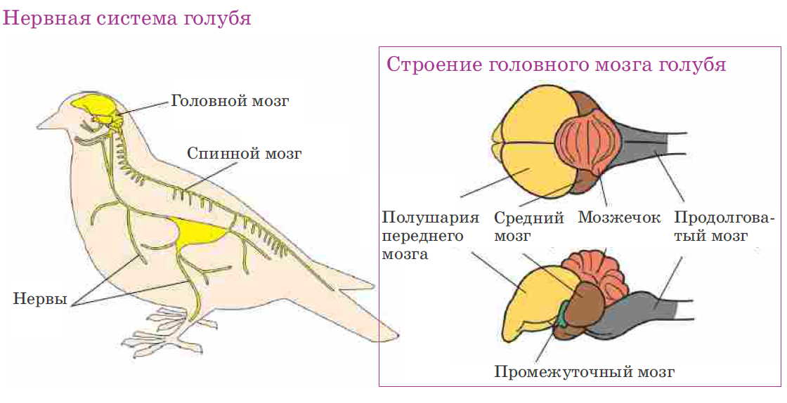 Нервная система птиц схема. Строение нервной системы птиц. Нервная система птиц строение головного мозга. Строение нервной системы голубя.