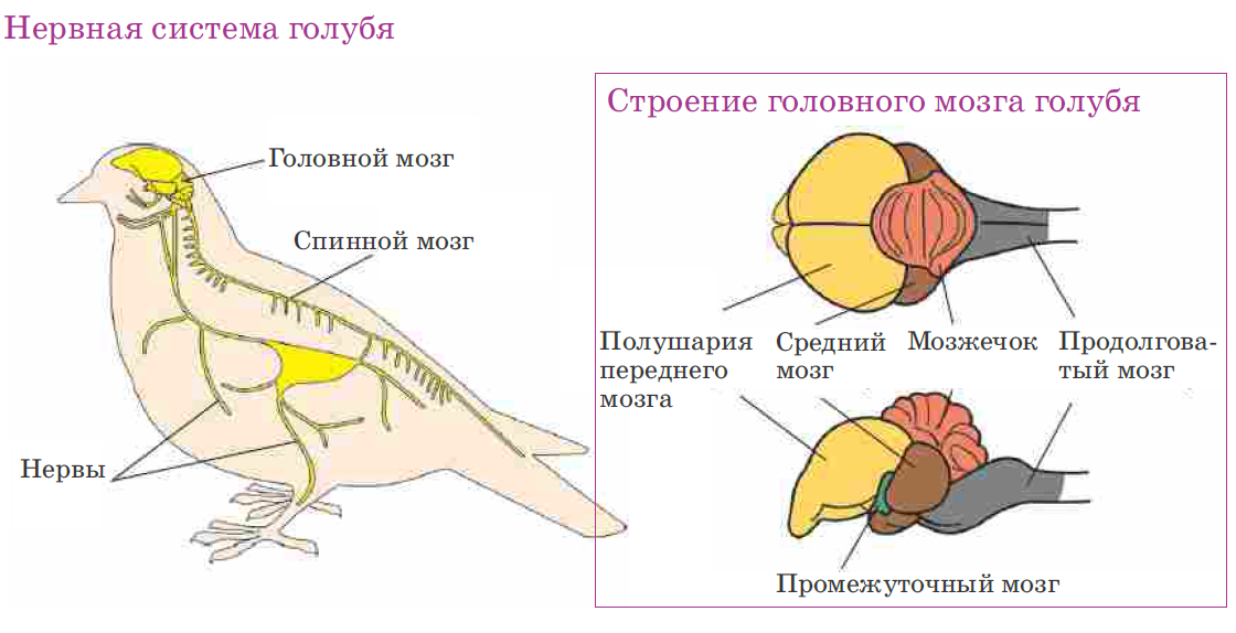 Развитый мозжечок у птиц