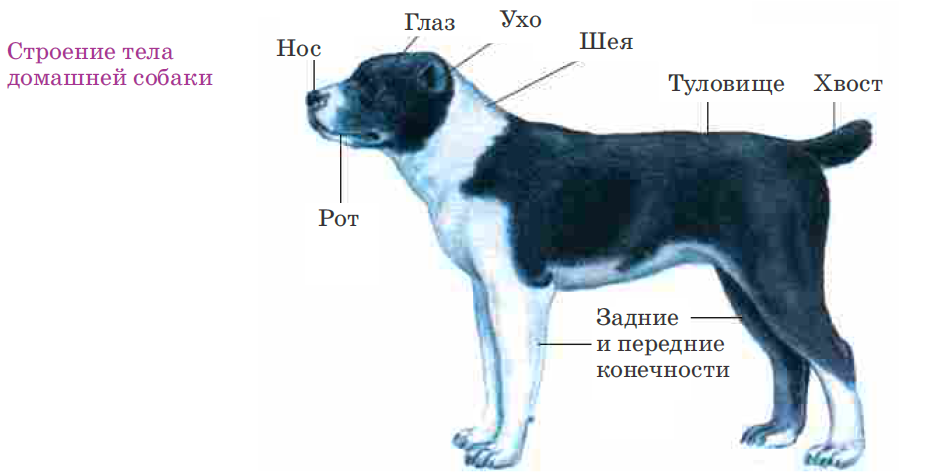 Хвост и четыре ноги. Внешнее строение собаки биология. Внешнее строение млекопитающих собака. Части тела собаки. Части тела собаки для детей.