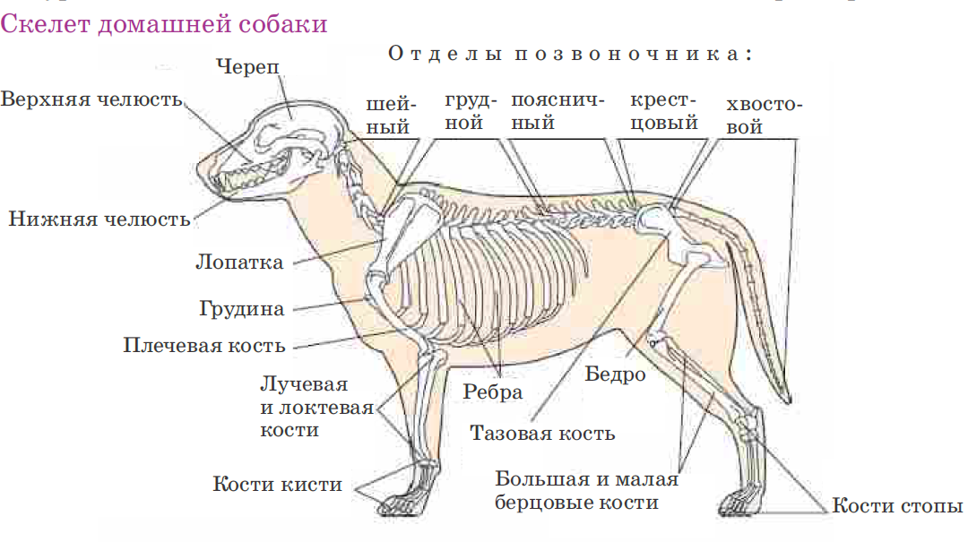 Если у животного имеется отдел скелета. Деление скелета на отделы и звенья животных. Скелет собаки строение схема. Строение скелета собаки 7 класс. Скелет животного анатомия деление на отделы.