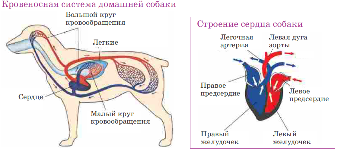 Строение кровеносной системы собаки. Сердечно-сосудистая система собаки анатомия. Кровеносная система собаки схема. Система кровообращения млекопитающих. Особенности кровообращения млекопитающих
