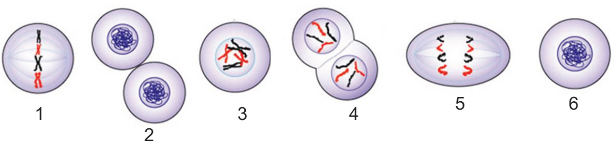 Аппарат деления клетки