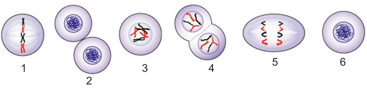 5 стадий деления клетки