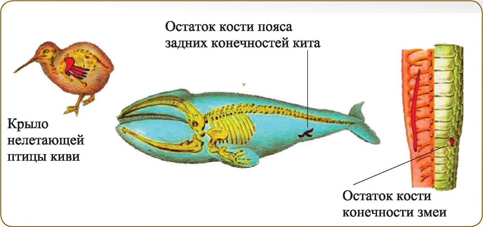 Конечности питона рудимент. Рудимент задних конечностей кита. Рудиментарные органы животных. Рудиментарные органы птиц.