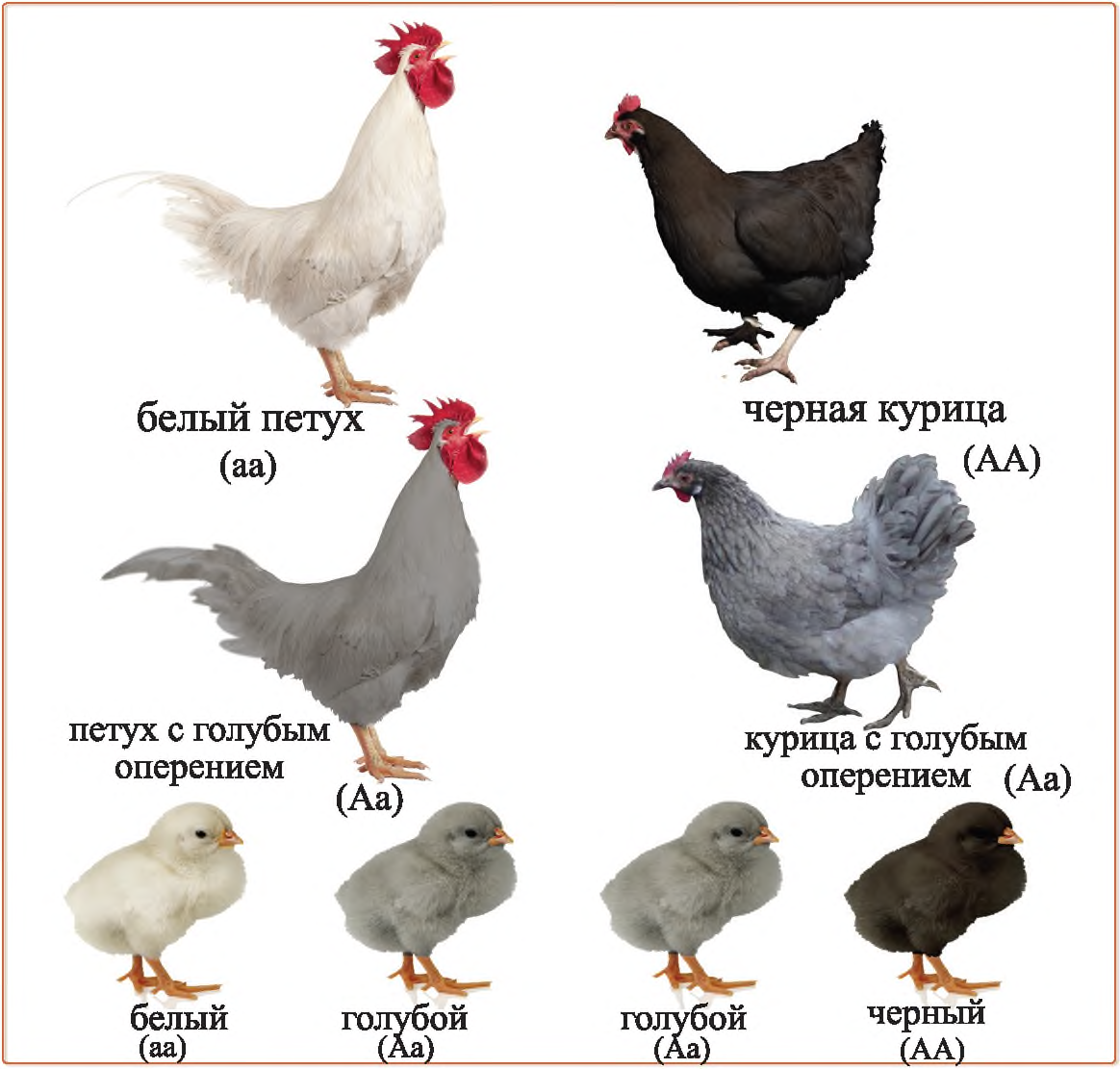 Скрестили черную курицу и белого петуха. Скрестили черную курицу и белого петуха. При скрещивании черного петуха без хохла. Задачки с курицами. Аям цемани порода.