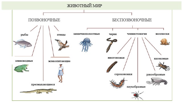 Жизнедеятельность беспозвоночных